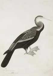 El Darter indio o pájaro serpiente (Anhinga melanogaster), c.1780